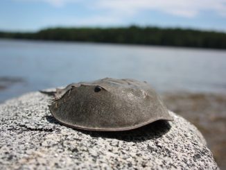 Horseshoe crab